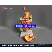Mô hình giải phẫu hệ tiêu hóa 3D